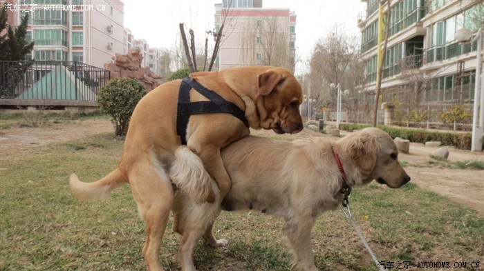 大家娱乐一下:黄色大片震撼你的眼球---铁蛋嫖风记