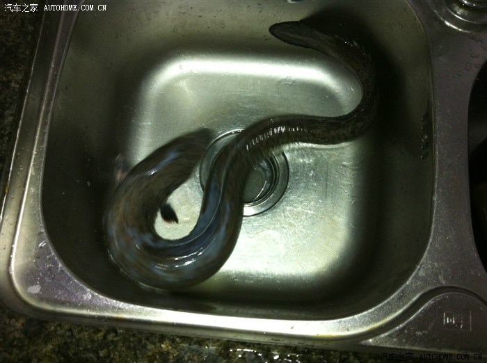 港饮港食.野生钱鳗炖虫草滋补篇