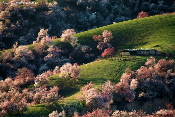 人间四月天 世外杏花源【2013年清明自驾之旅】