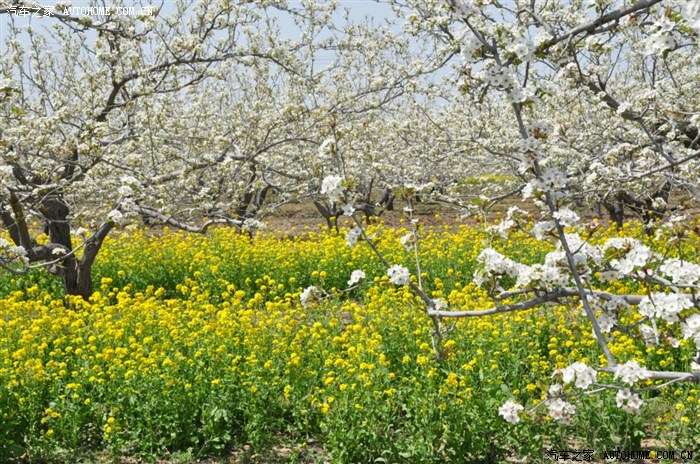 四月十四日晋州周家庄赏花随拍