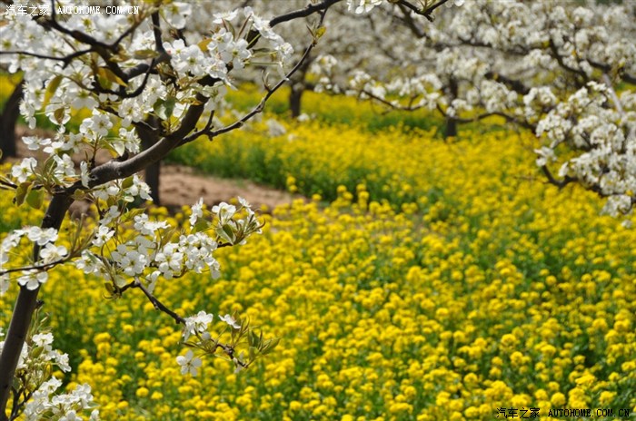 四月十四日晋州周家庄赏花随拍
