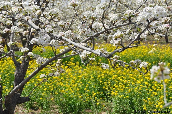 四月十四日晋州周家庄赏花随拍