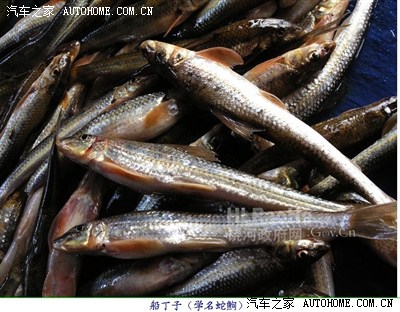 黑龙江五大名鱼图片