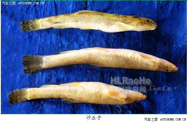 黑龙江名鱼:三花五罗十八子七十二杂鱼