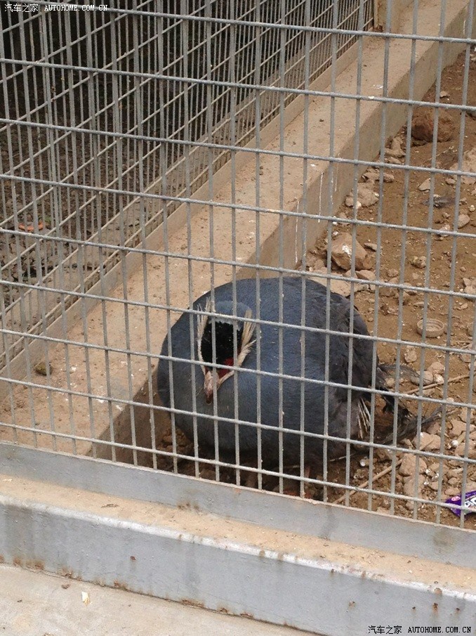 清明假期提前带您欣赏洛阳王城公园动物园祝牡丹花会圆满成功