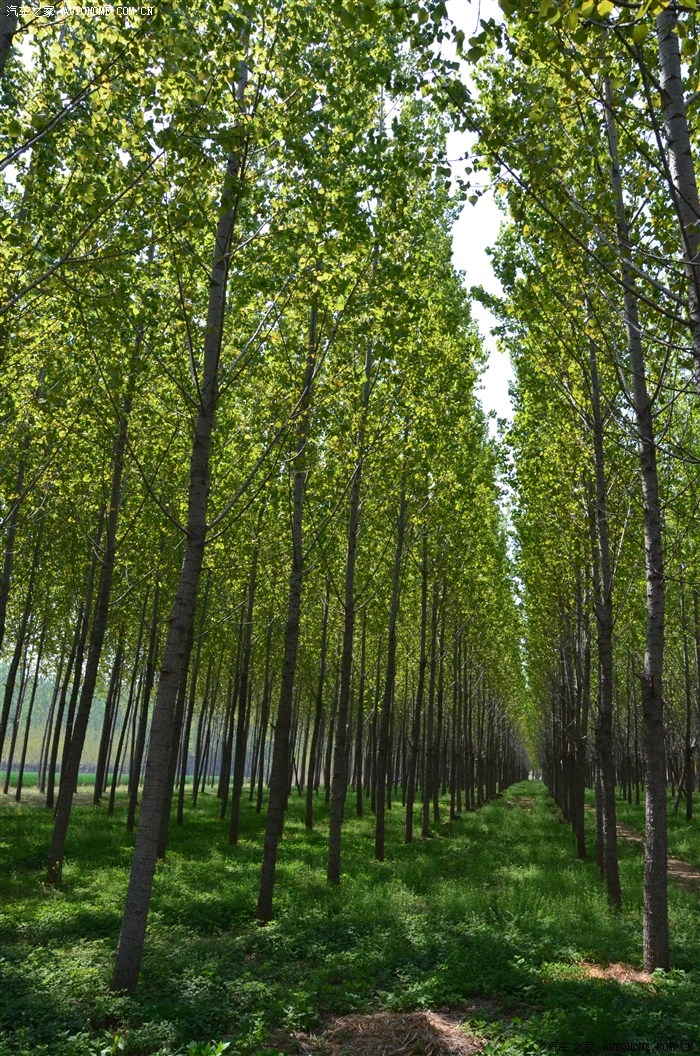 郁郁葱葱的树行子(树林),就是曾经的"小台湾"所在.