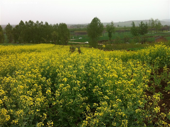 4月5日西安 长安县杨庄看油菜花