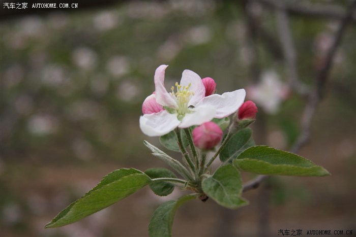 苹花满园祭双亲