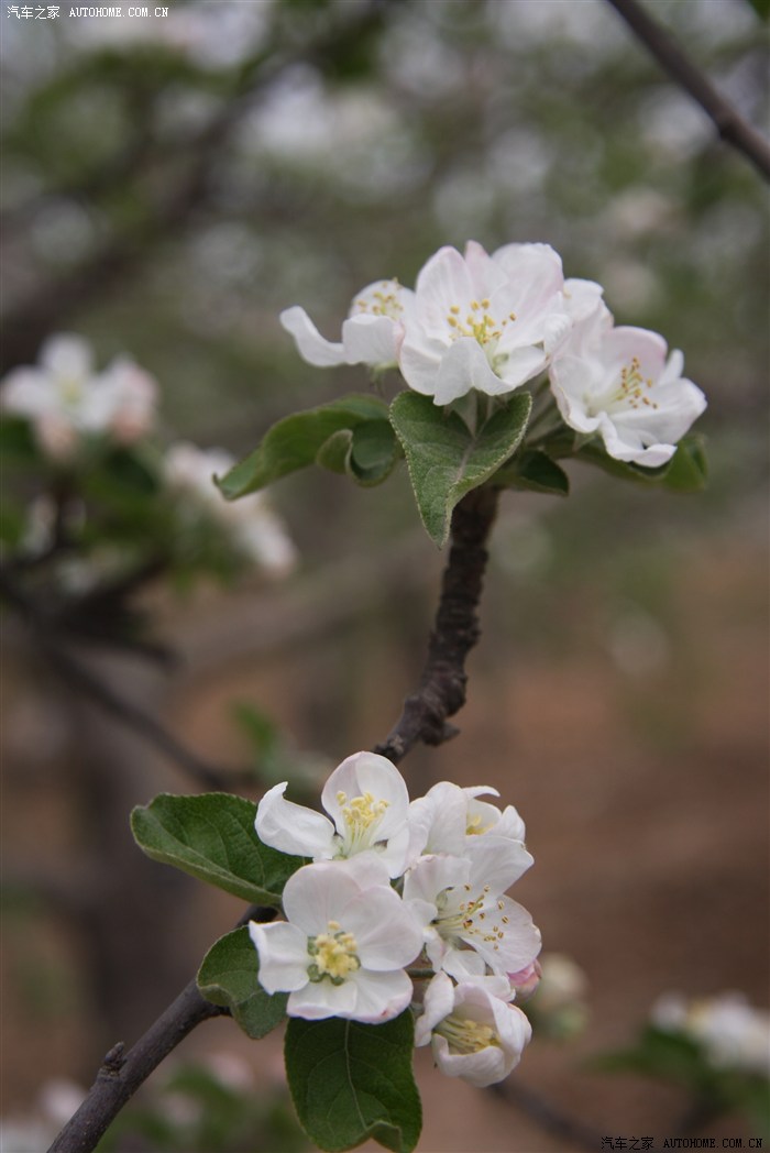 苹花满园祭双亲