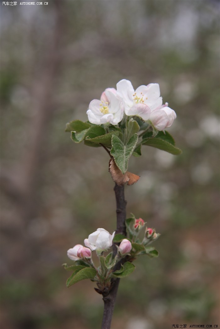苹花满园祭双亲