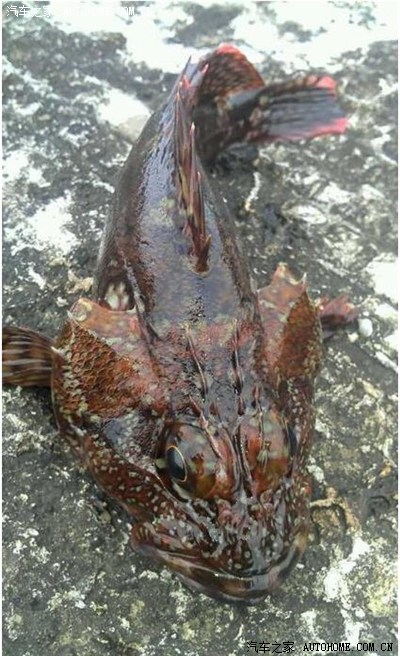【图】求解,这是什么鱼?_广东论坛_汽车之家论坛