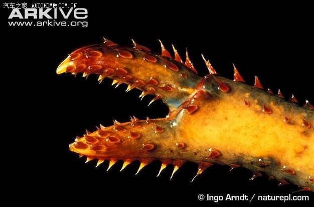 体型巨大的美洲海螯虾