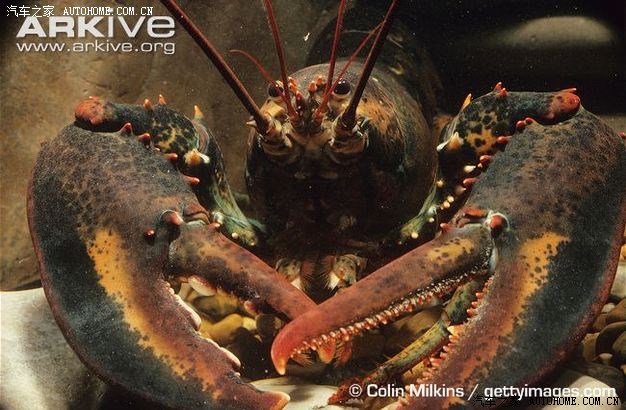 体型巨大的美洲海螯虾