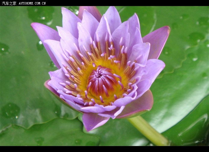 【风行cm7杯】别来无恙:香港,澳门故地重游之一:【美景篇】