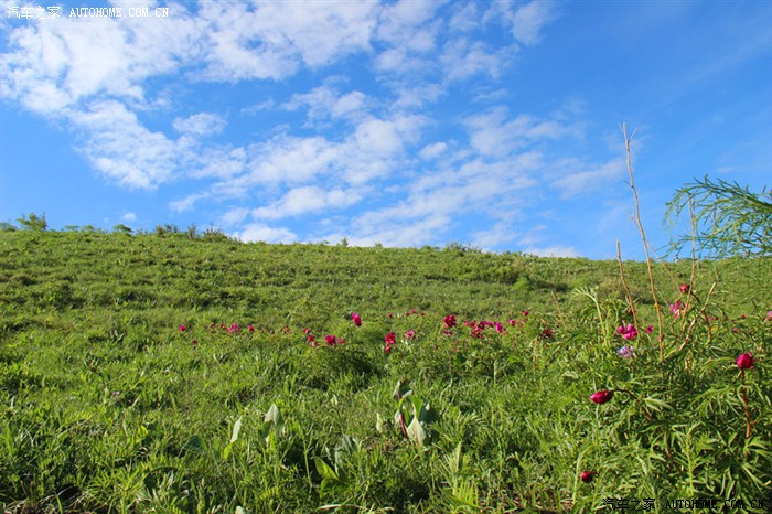 风行cm7杯花不醉人人自醉巴尔鲁克山花节