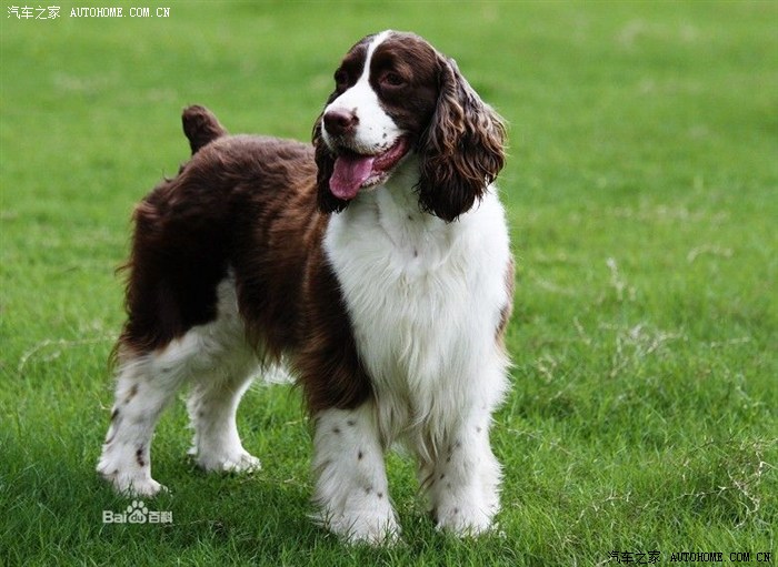 科普贴德系狗的典型特征请注意识别
