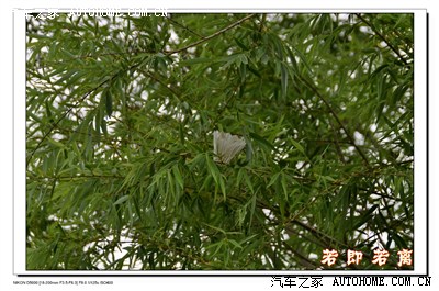 一拍子不留神,羽毛球上树了