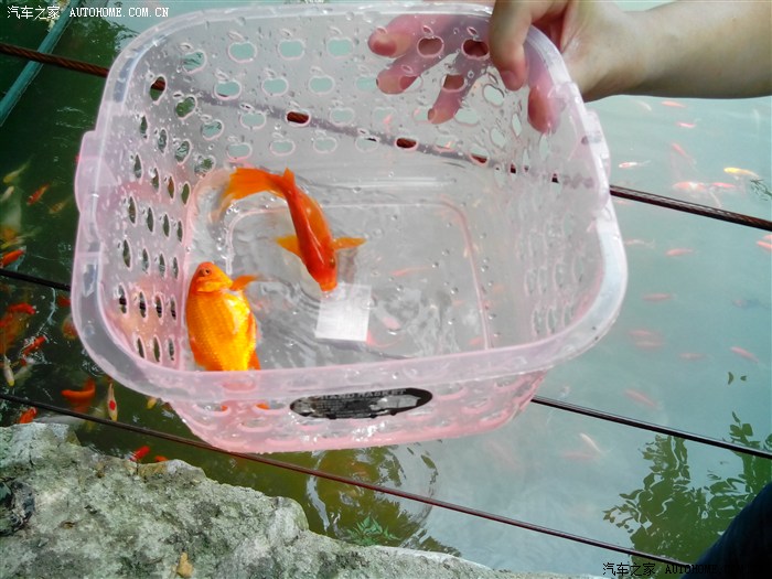 偷偷抓来的小金鱼