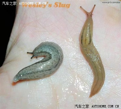 n条鼻涕虫爬到车上.