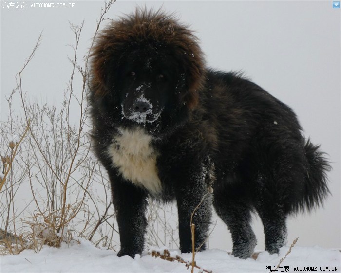 车看多了大家鉴赏一下哥们儿的甘南玛曲原生态藏獒