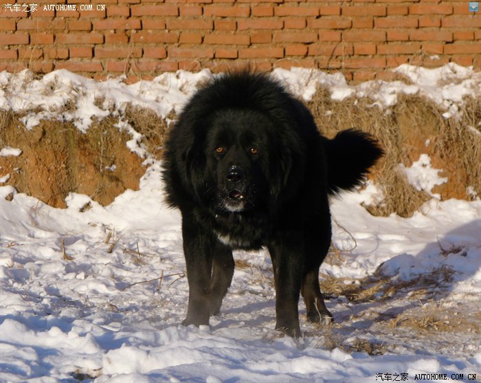车看多了大家鉴赏一下哥们儿的甘南玛曲原生态藏獒