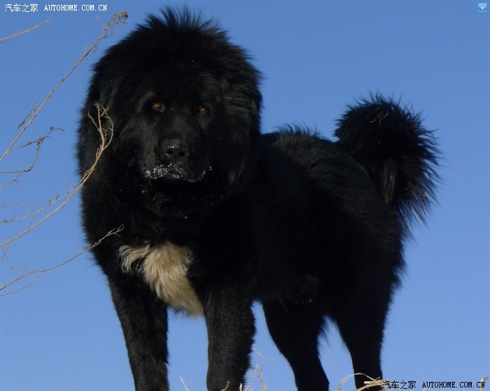车看多了大家鉴赏一下哥们儿的甘南玛曲原生态藏獒