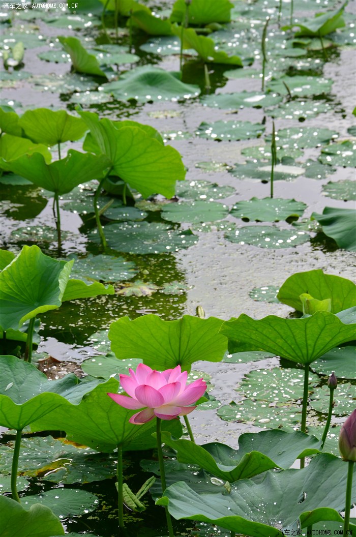 吉林北山荷花开了