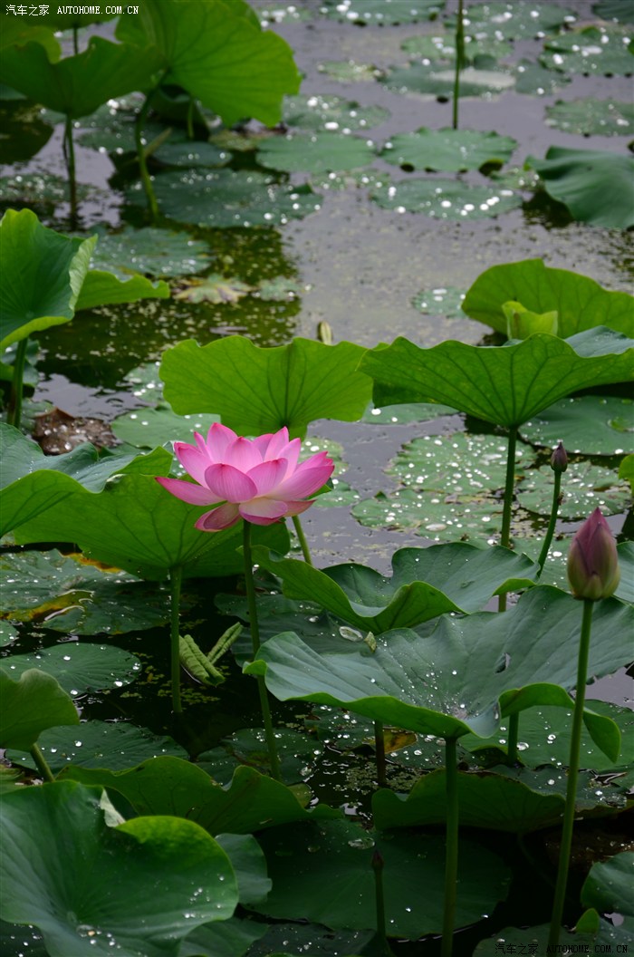 吉林北山荷花开了
