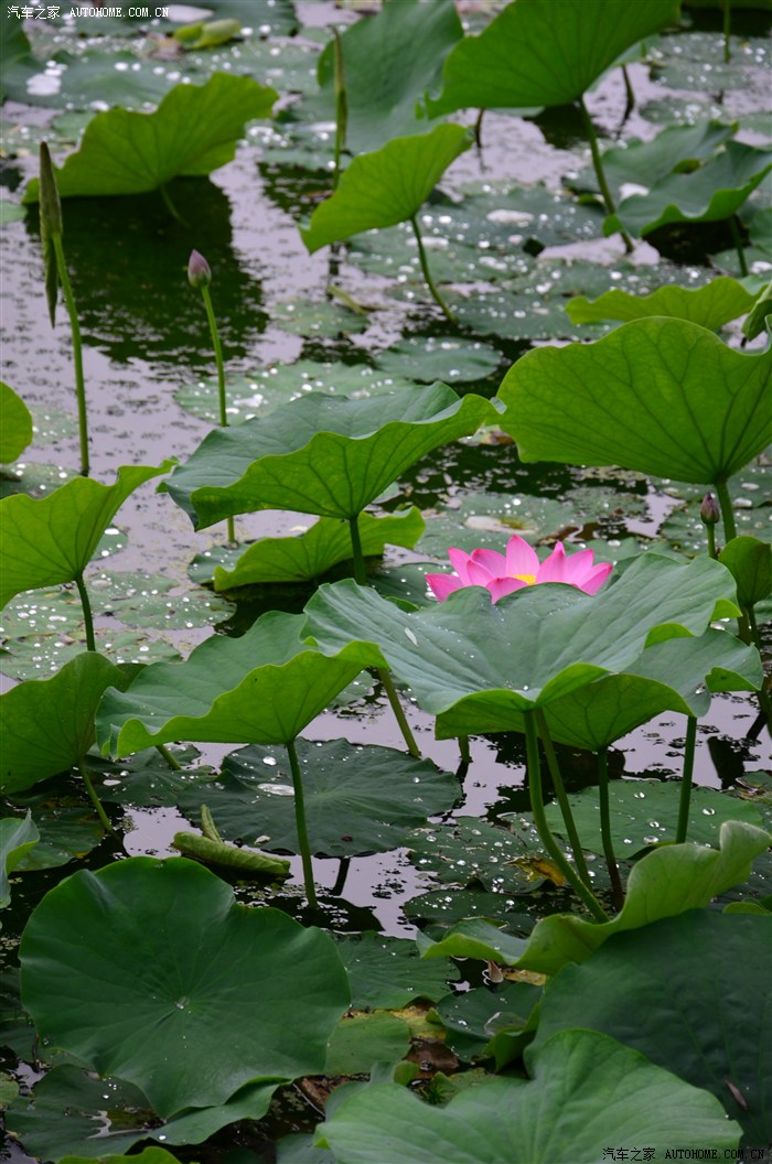 吉林北山荷花开了