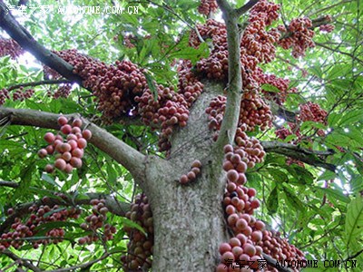 火果成熟了,羊友你们能有口福吗?