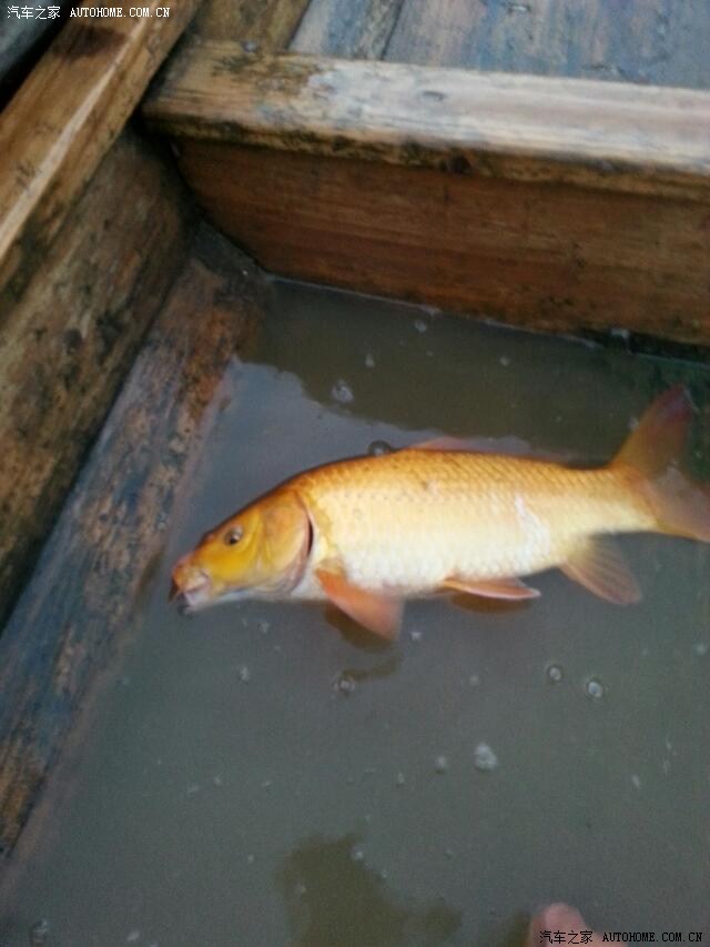 奇怪的乱鳞鲤鱼