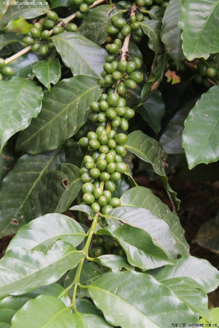 探访咖啡庄园首保后长途油耗