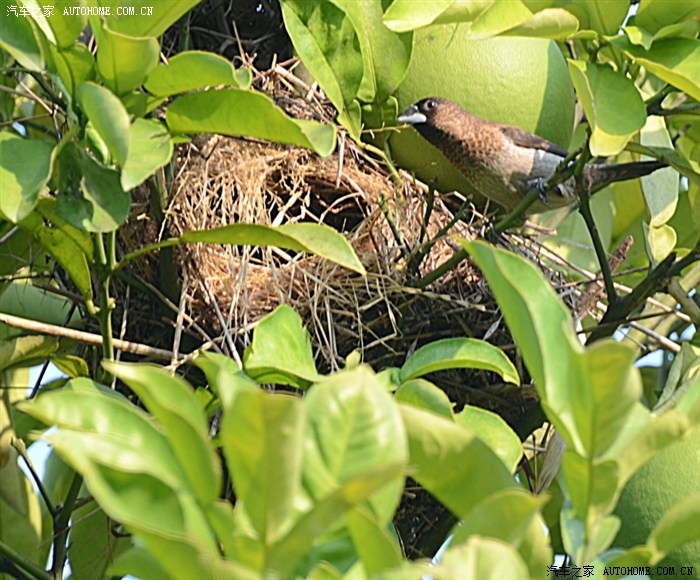 生态白腰文鸟和它的窝