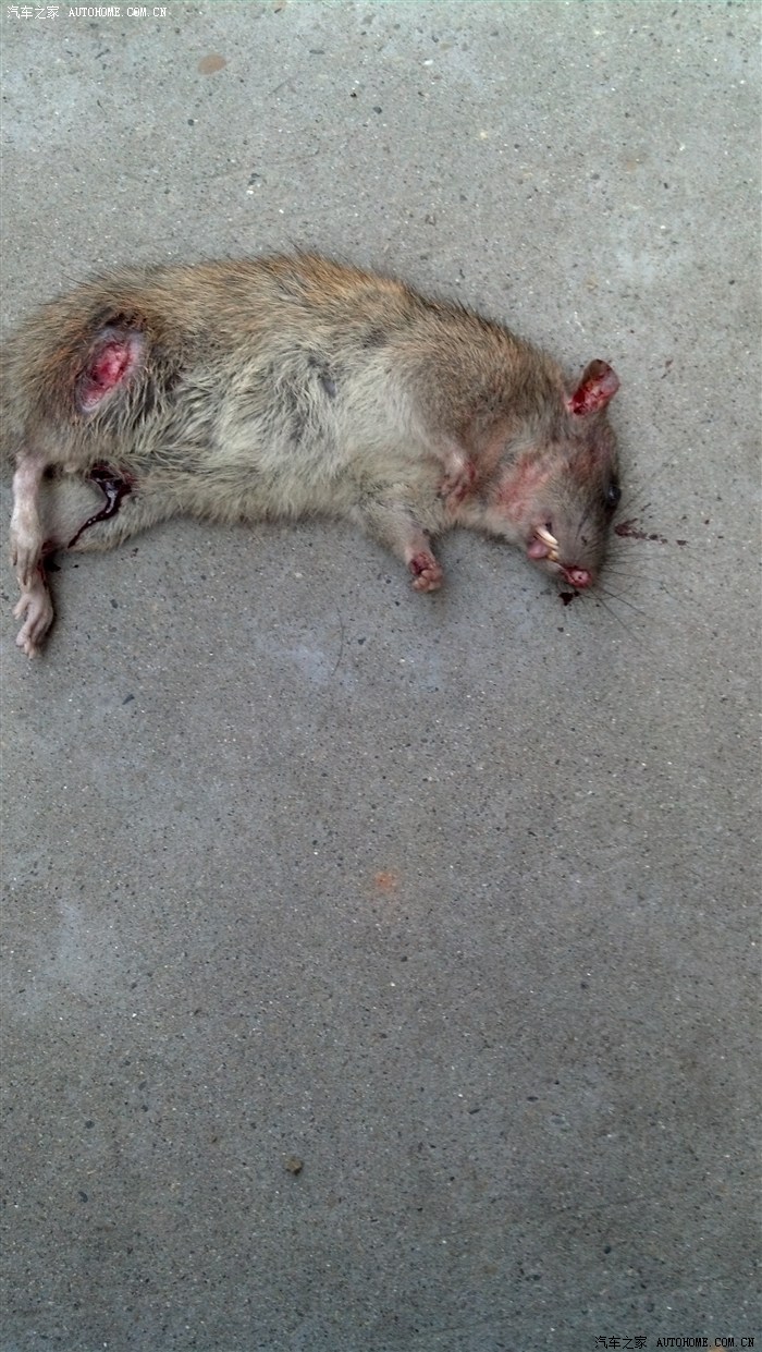 死老鼠恶心图片