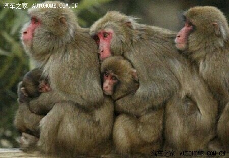 日本猴子抱团取暖