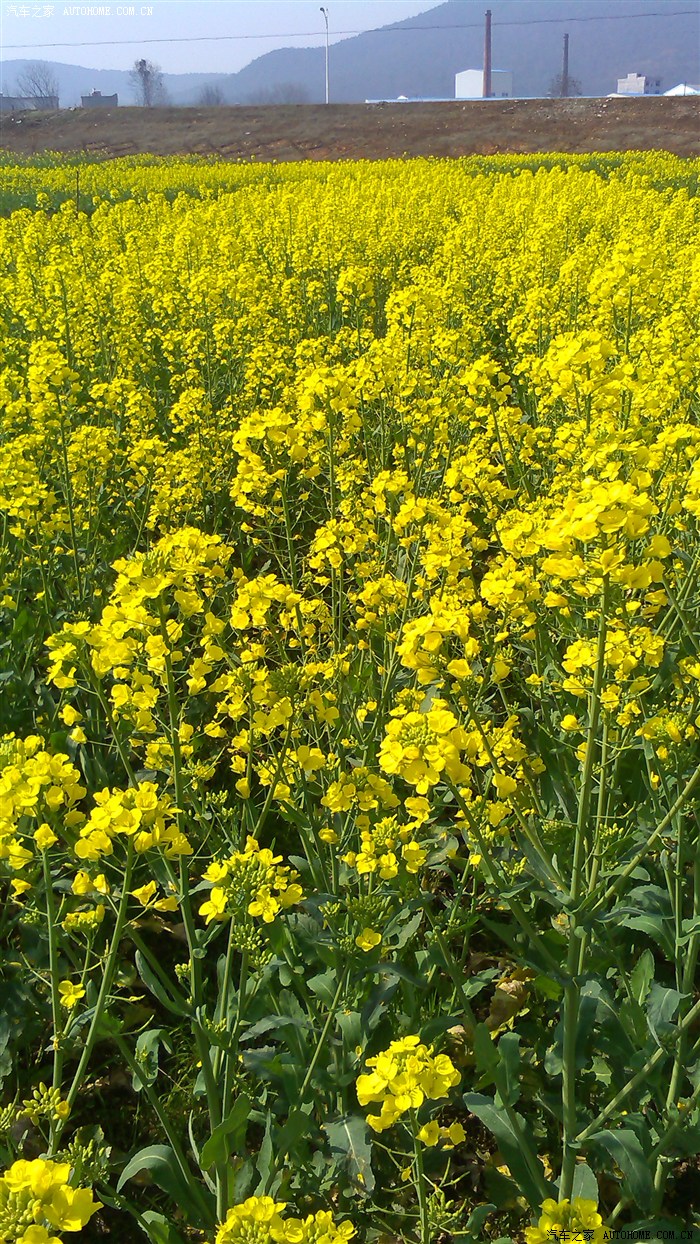 春天家乡的油菜花