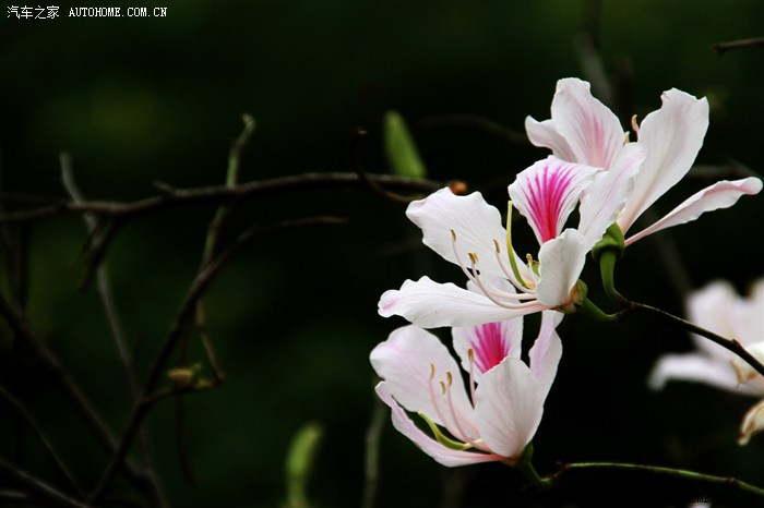 星期天又拍美女去了玉合花与哈尼妹子