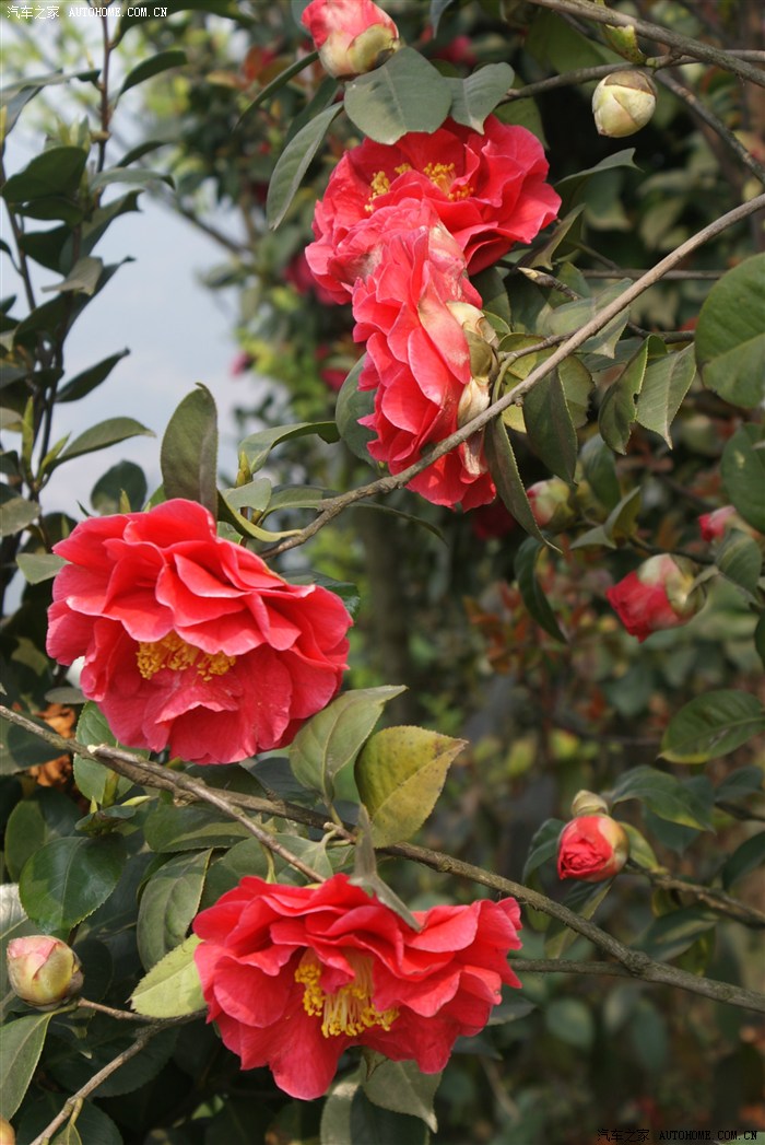 春暖花开宜宾龙茶花海一日游