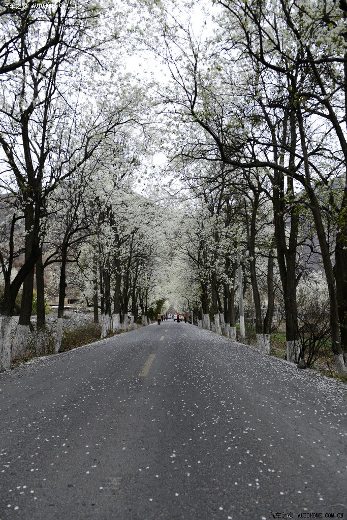 不到金川春不回,梨花正在怒放中——师傅图片长帖之四