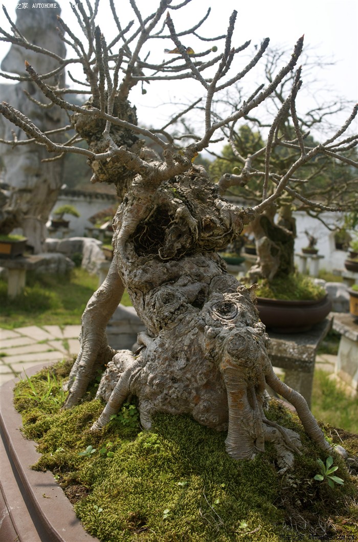 自驾第十二天贵州黄果树瀑布重点是盆景