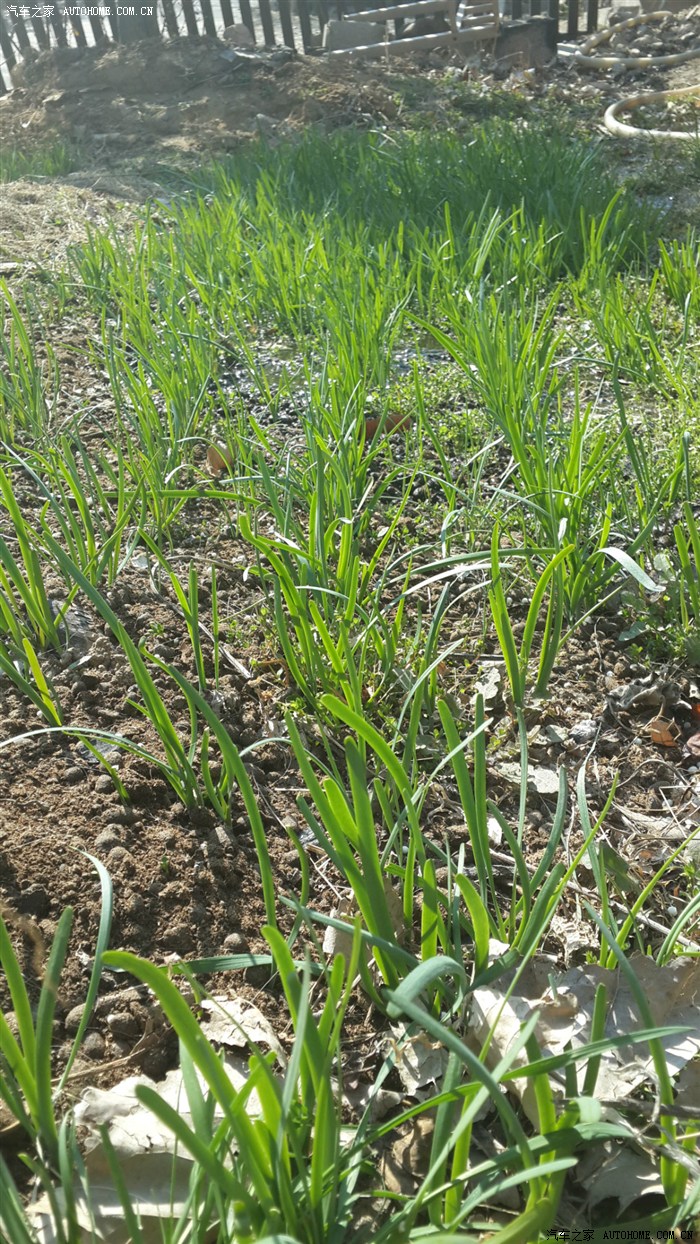 猜猜是韭菜还是麦苗