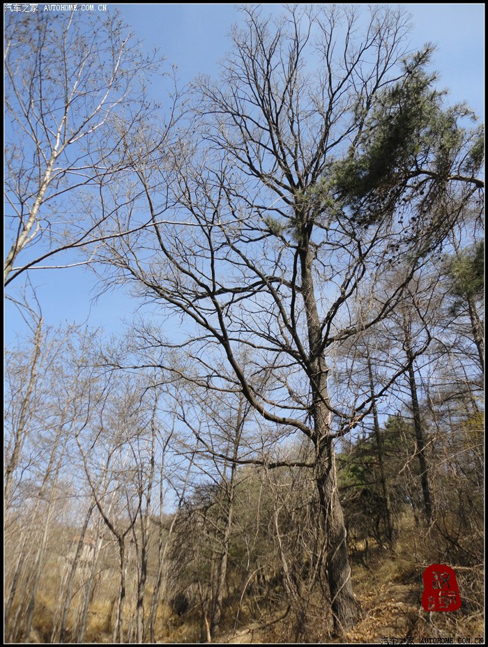 【图】不惊渤海桑田变,来看龟蒙漏泽春——春游蒙山