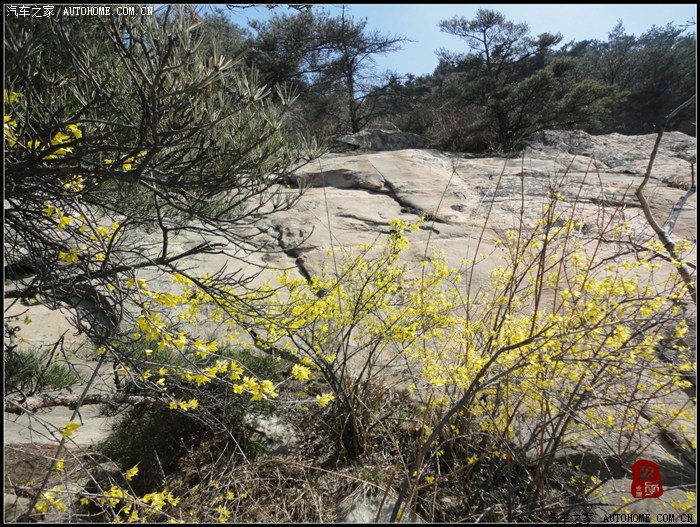 【图】不惊渤海桑田变,来看龟蒙漏泽春——春游蒙山