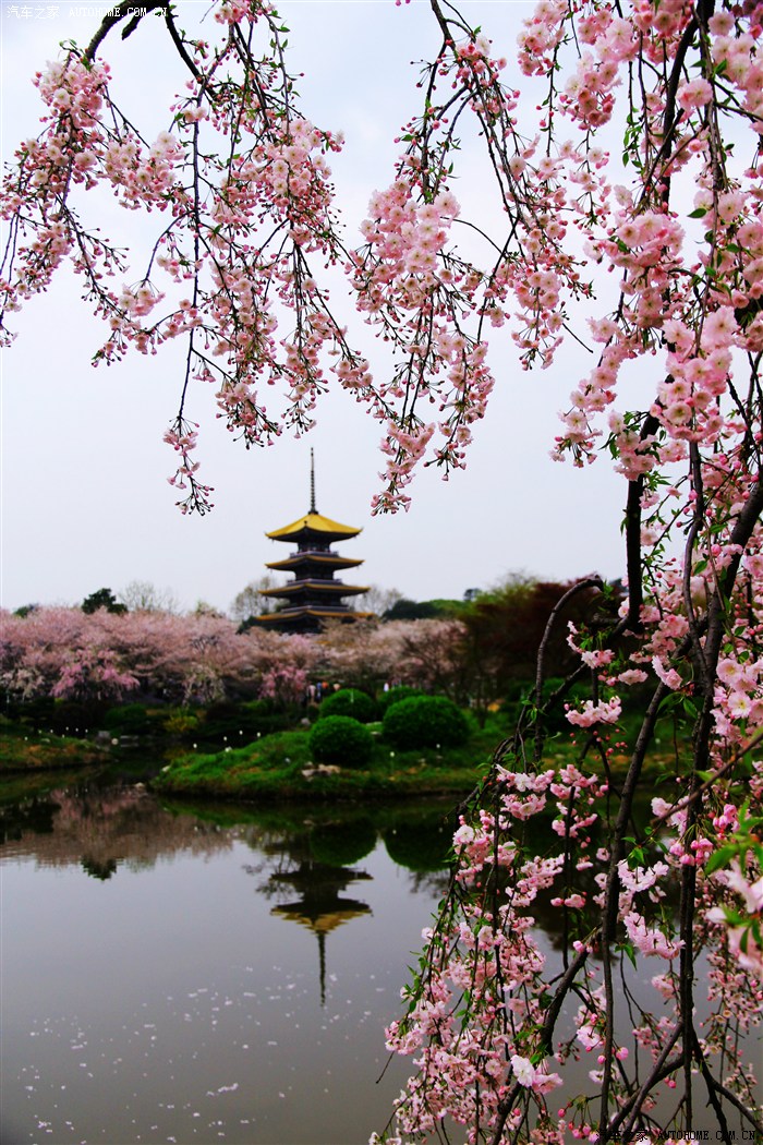 东湖磨山樱花节,光谷意大利风情街