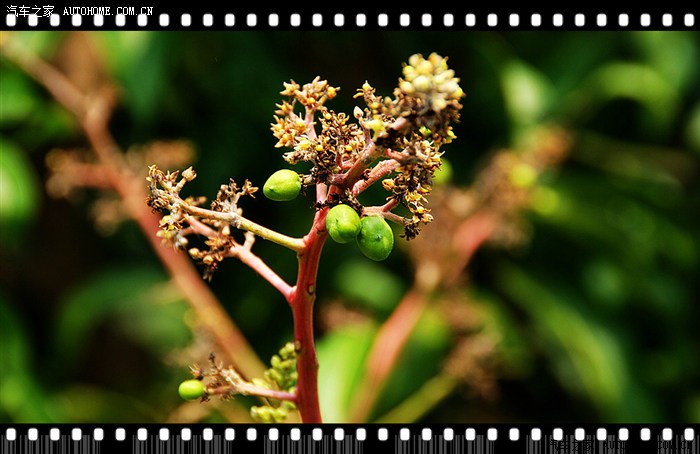 乱游记壮族三月三寻根敢壮山