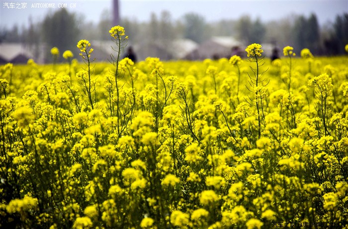 济南长清双泉油菜花踏青花期正当时