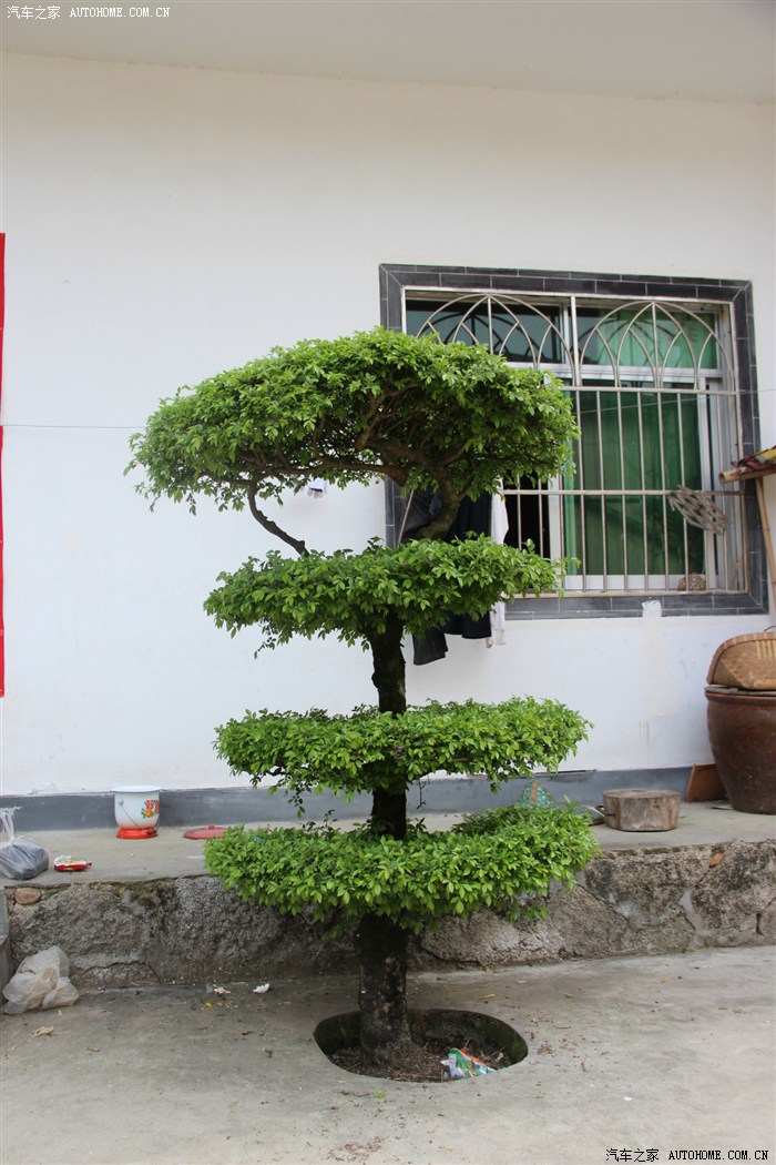 神仙树,2万不卖.