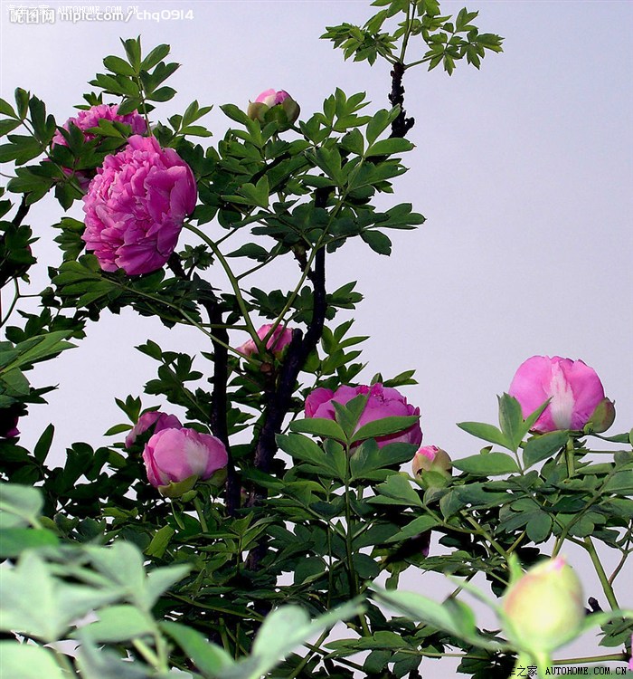 四月洛阳游玩牡丹花会