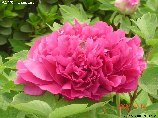 339 | 回复: 0 桑塔纳论坛 四月洛阳游玩牡丹花会