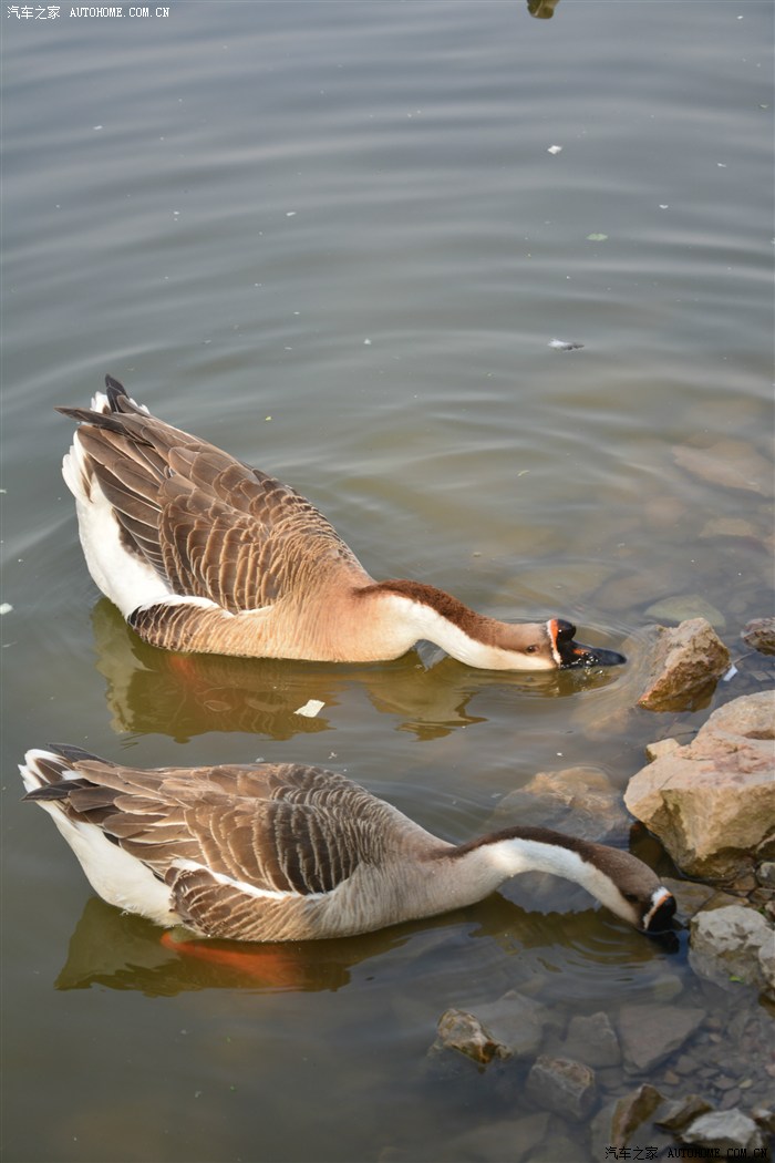 唐山市南湖生态公园天鹅湖里的鹅鹅鹅
